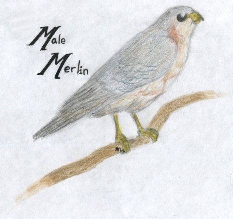 Male Merlin