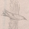 Gliding Crow Sketch