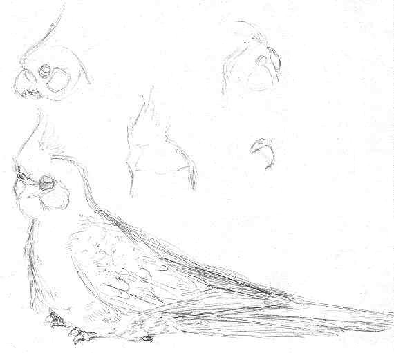 Cockatiel Sketches