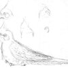 Cockatiel Sketches