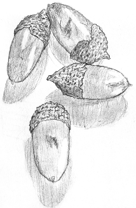 Sketch of Acorns