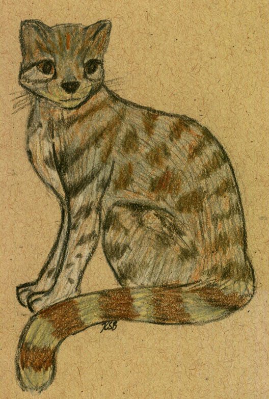 Andean Mountain Cat