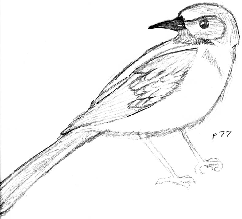 Endangered Jay - pencil sketch