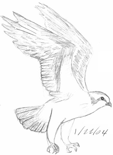 Osprey sketch