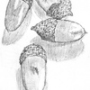 Sketch of Acorns