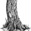 An Oak Tree
