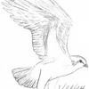 Osprey sketch