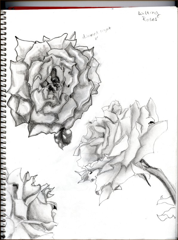 Rose sketches