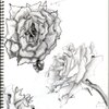 Rose sketches