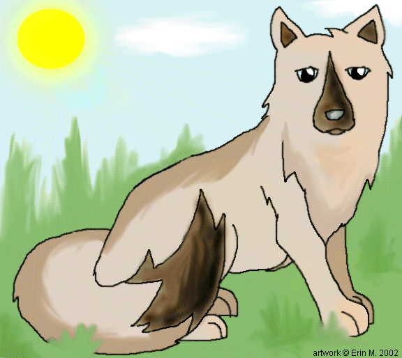 Light Brown Wolf
