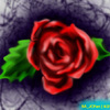 A Rose