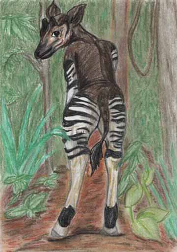 Okapi Fur