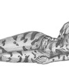 Ocelot Fur