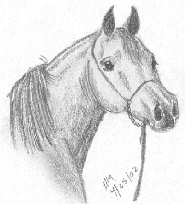 Arabian Horse