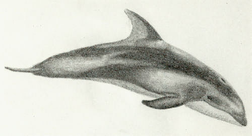 Pacific White-Sided Dolphin