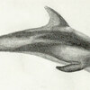 Pacific White-Sided Dolphin