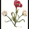 Poppy and Carnations: a Present