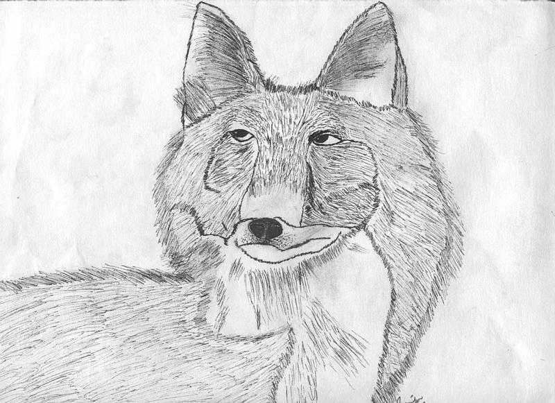 Coyote