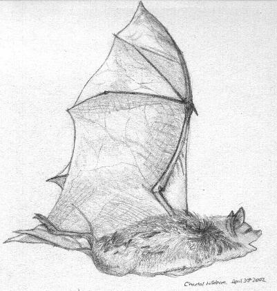 Bat in Flight