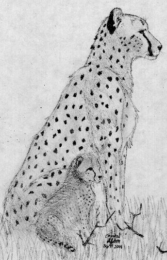 Cheetah