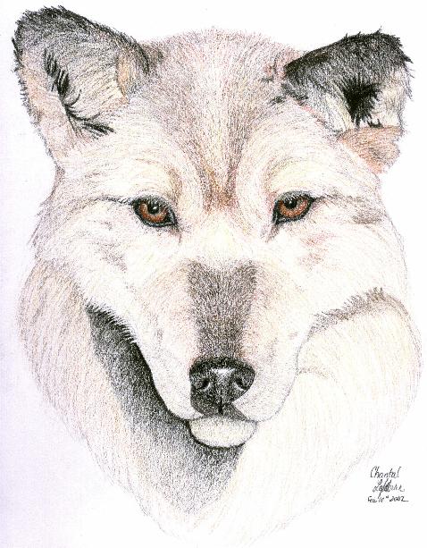 Wolf Profile