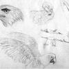 Bird Sketches