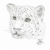 Snow Leopard