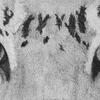 Tiger Eyes