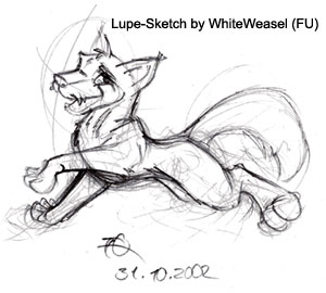 Lupe-Sketch