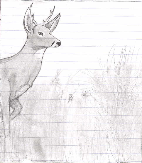 Timid Whitetail