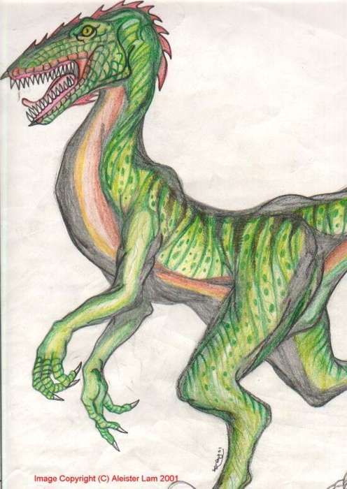 Female Velociraptor