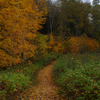 Autumn Woods 8