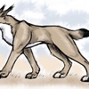 Desert lynx / wolf
