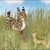 Serval and lion cub