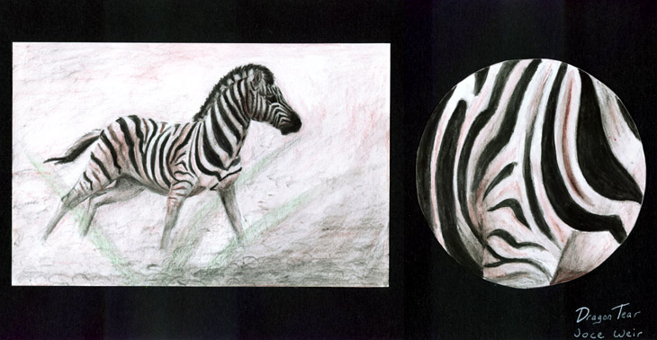 Zebra in watercolour pencil crayons