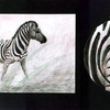 Zebra in watercolour pencil crayons