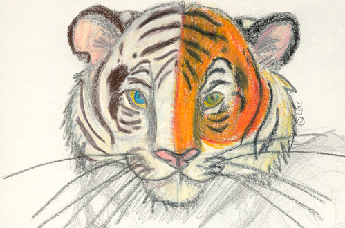 Tale of Two Tigers