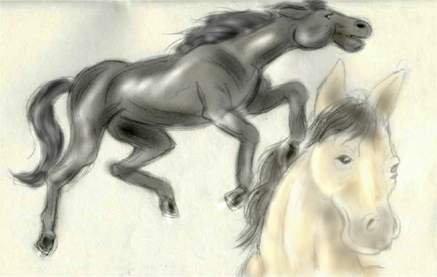 Horse Studies