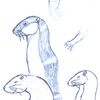 Otter draw more