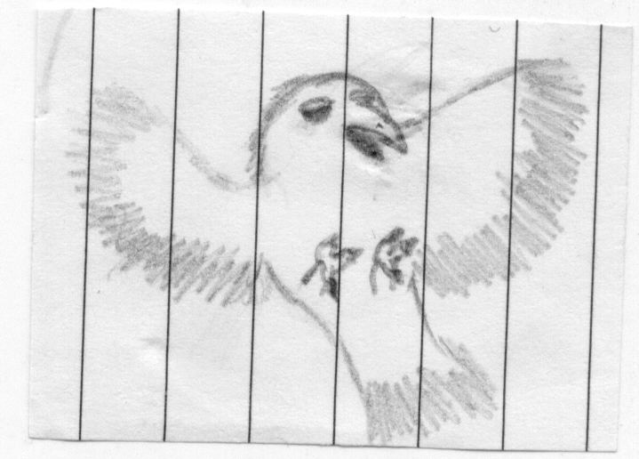 Bird Sketch