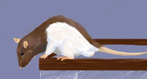 Portrait of a Rat