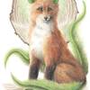 Fox Phirra